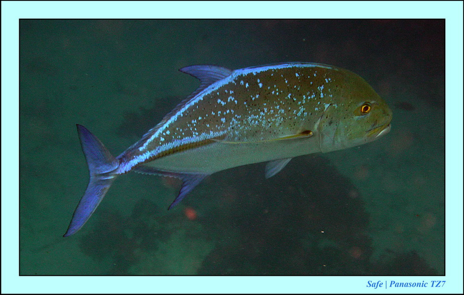 2011 - 08 - Borneo - Mataking 39